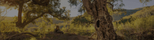 tree people environmental nonprofit project