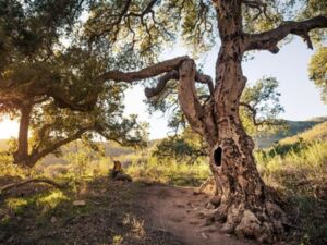 tree people environment