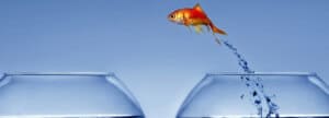 goldfish jumping to a new bowl